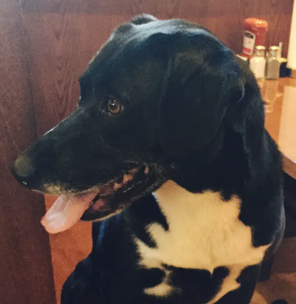 a black dog