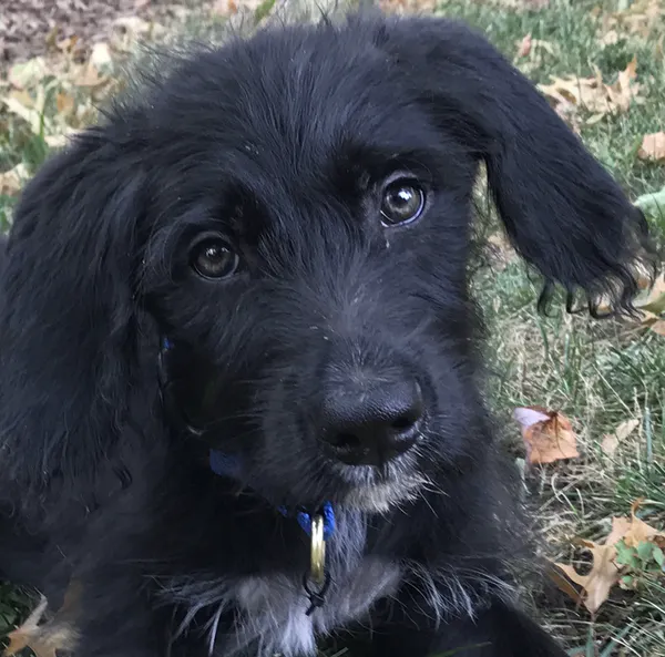 a black dog
