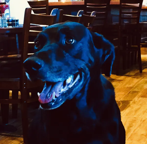 a black dog